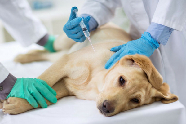 Minas terá primeiro hospital veterinário público