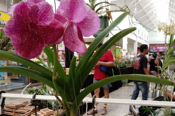 Festival de Orquídeas começou na última sexta-feira