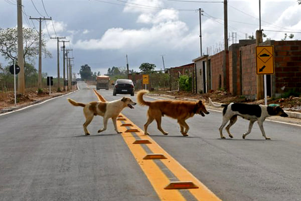 Em Contagem, Lei obriga prestação de socorro aos animais atropelados 