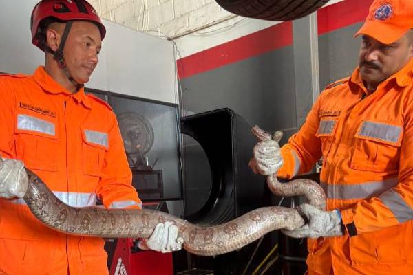 Jiboia de quase 2 metros é resgatada de dentro de carro em Lagoa da Prata