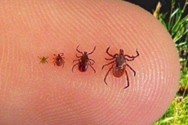 Notificações de febre maculosa em Contagem já chegam a 39