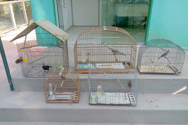 Aves silvestres são apreendidas em Contagem