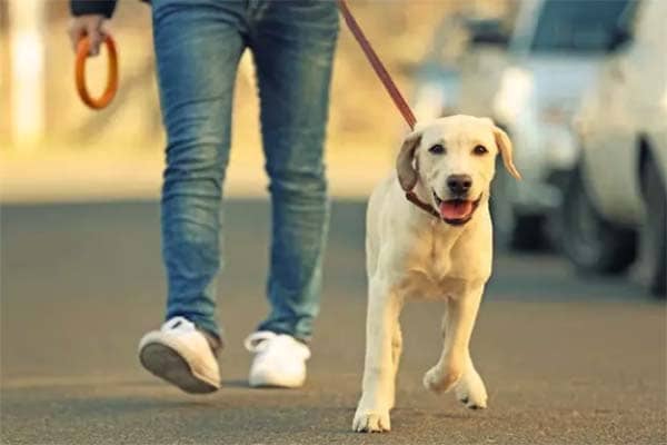 Vem aí a 1ª Cãominhada da OAB Contagem
