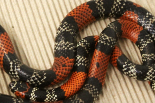 Serpentário é opção de passeio nas férias escolares