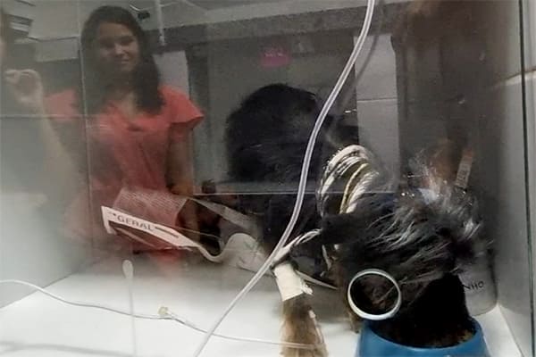 Dia do Médico (a) Veterinário (a), parabéns e gratidão