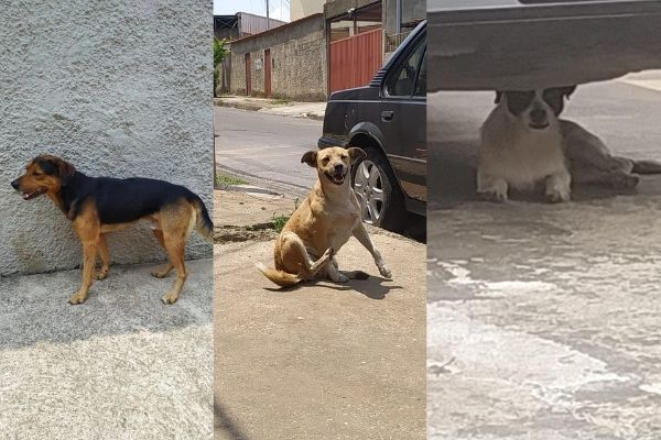 Moradora do Industrial pede ajuda para resgatar cães machucados