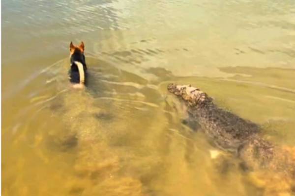 Dog escapa por milagre da boca do jacaré Alfredo em Lagoa Santa