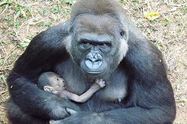 Terceiro filhote de gorila nasce no zoológico de BH
