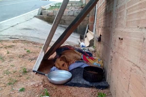 Cães são sacrificados após denúncias de abandono no bairro Tupã