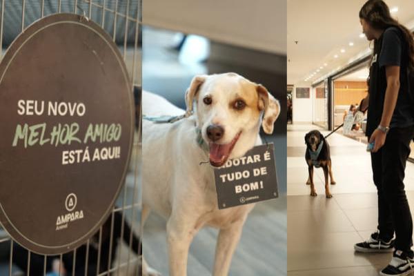 Cães e gatos esperam por um novo lar em eventos de adoção no Carrefour Contagem