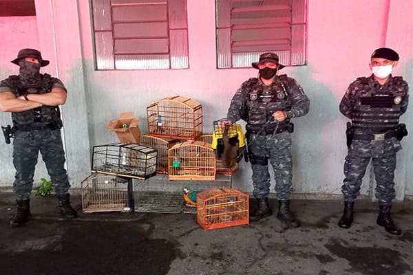 Guarda Civil Ambiental de Contagem resgata vários animais em situação de maus-tratos