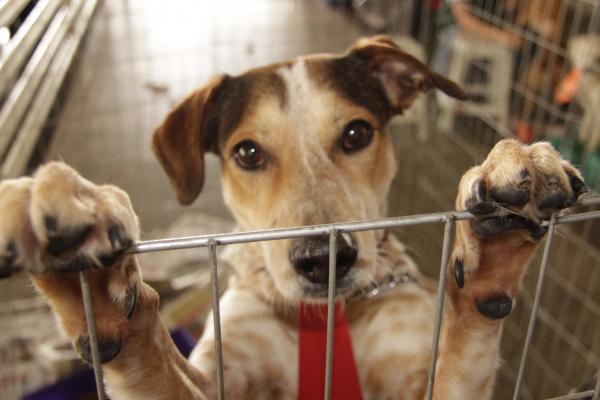 5 cães adotados e centenas de pretendentes