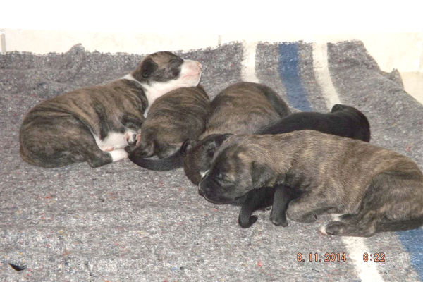 Filhotes de cães são encontrados no meio do lixo