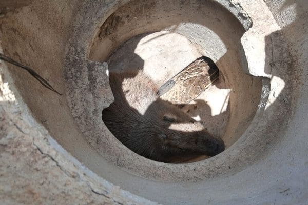 Capturas de animais silvestres na RMBH aumentaram em 2020