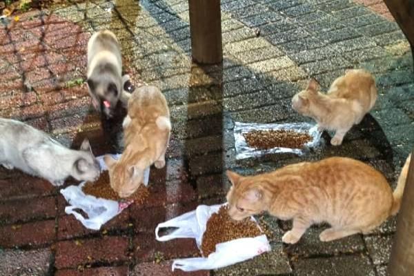 Fadiga da compaixão: o peso de ver e não poder resolver