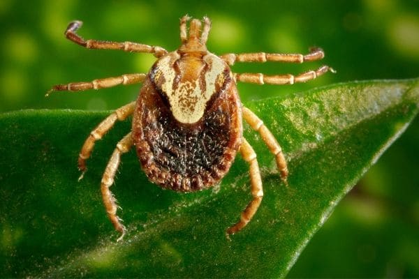 Febre maculosa já tem 102 notificações em Contagem