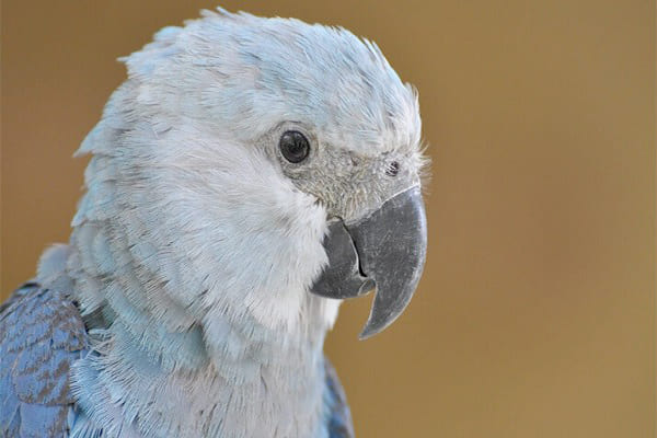 Ararinha-azul está provavelmente extinta da natureza, indica estudo