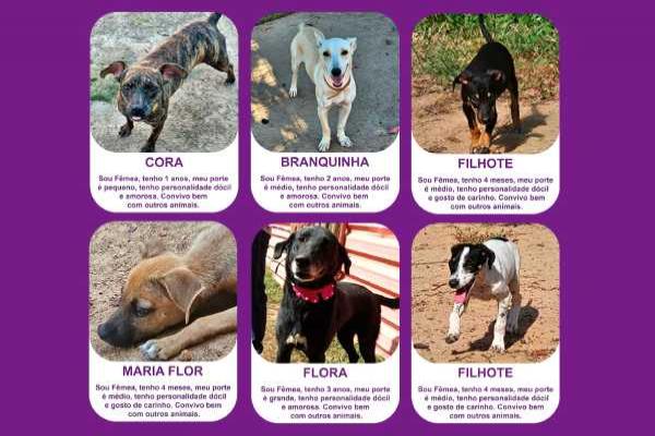 Adote os cães resgatados da BR-040