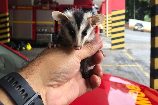 Bombeiros acolhem gambazinho deixado em batalhão