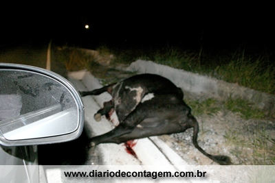 Perigo, vacas na pista.