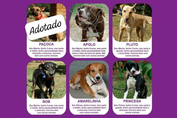 Adote um amigo e transforme muitas vidas!
