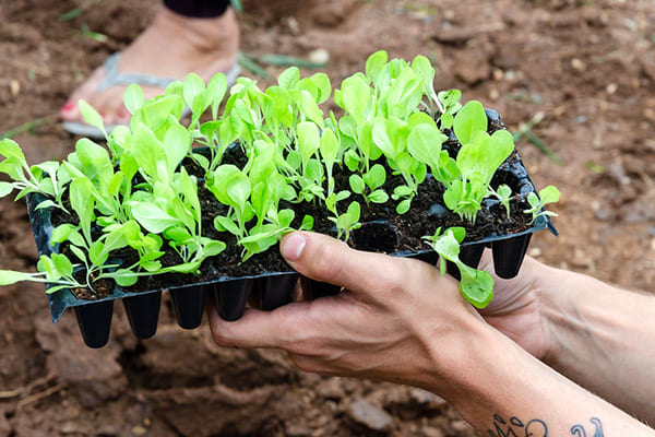 Curso gratuito de Manejo de Sistema Agroflorestal em Contagem