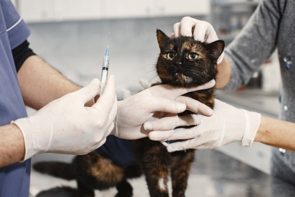 Campanha de vacinação antirrábica acontece no sábado em Contagem