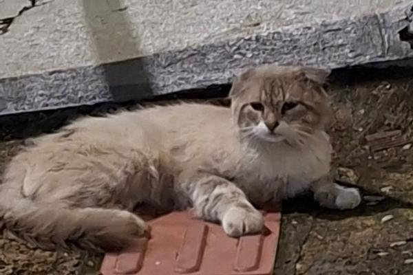 Dia Mundial do Gato reforça urgência da adoção responsável em Contagem 