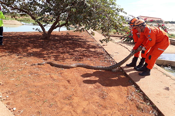 Sucuri de 4 metros é encontrada em empresa de Uberaba