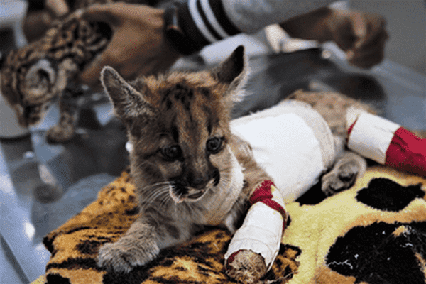 Bichos de pelúcia ajudam recuperar animais silvestres resgatados 