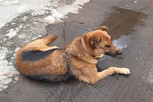 Protetores denunciam envenenamento e morte de cães