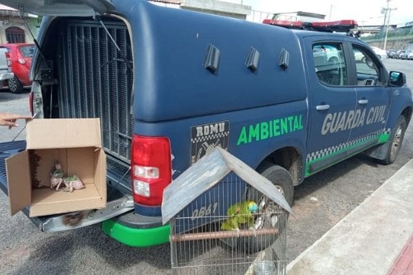 Contagem registra aumento de resgates de animais silvestres