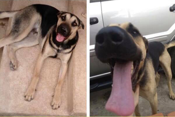 Leitores pedem ajuda para encontrar cão desaparecido