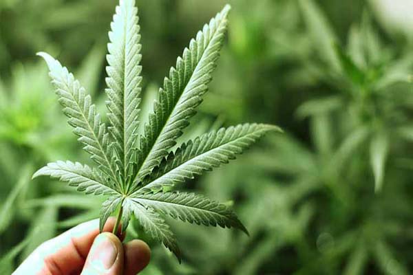 Anvisa inclui Cannabis sativa em relação de plantas medicinais