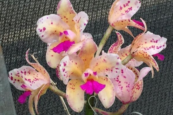 1ª Exposição de Orquídeas do Inhotim começa no fim do mês
