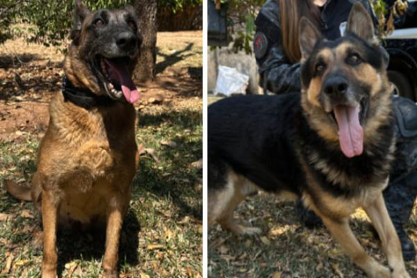 Campanha “Adote um Herói” busca novo lar para cães policiais aposentados 