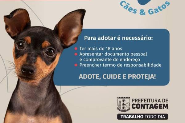 Feira do Eldorado recebe mais um evento de adoção de cães e gatos 