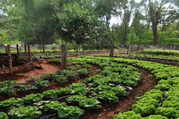 Inscrições abertas para curso de Princípios Agroecológicos 