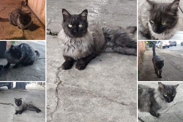 Gatinha abandonada em bairro de Contagem precisa de um novo lar