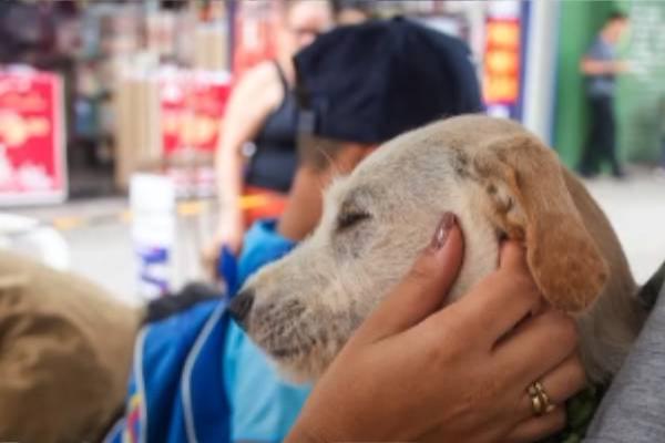 Feira do Eldorado recebe mais um evento de adoção de cães e gatos 