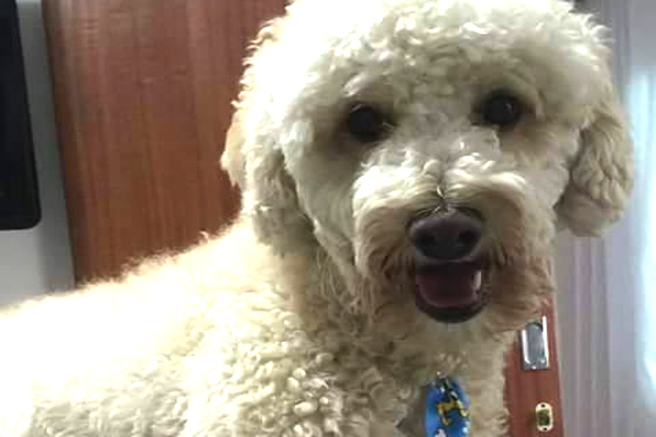 Criador oferece recompensa para quem devolver seu cão