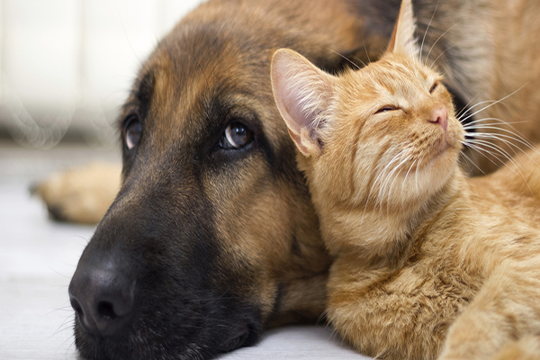Cães e gatos podem ser adotados em evento no sábado