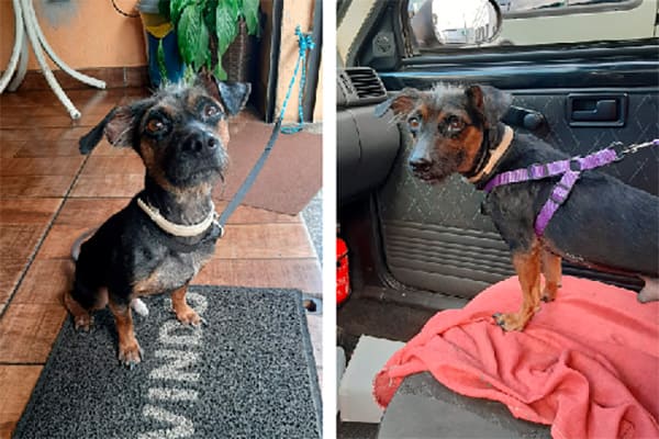 Ajude a cuidar do Pedrinho, o cãozinho jogado no lixo