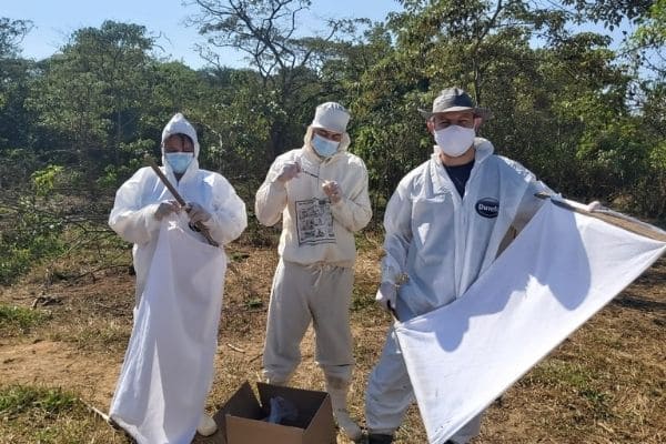 Amostras de carrapato-estrela são coletadas para análise