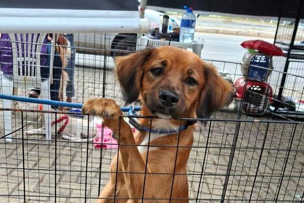Feira do Eldorado recebe mais um evento de adoção responsável 
