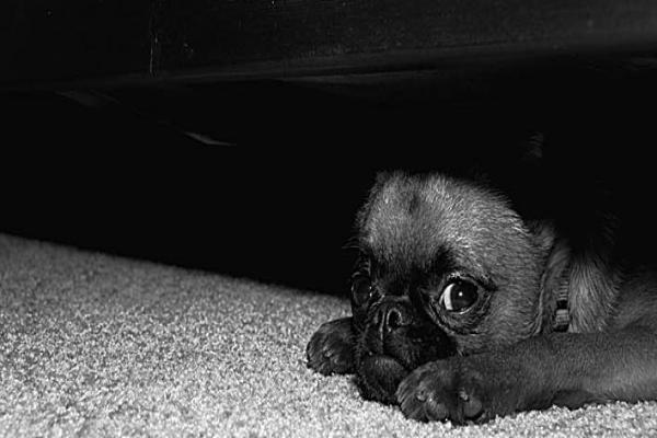 Saiba como amenizar o medo dos cachorros nas festas de fim de ano