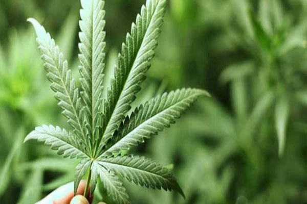 Uruguai começa a vender maconha de uso recreativo em farmácias