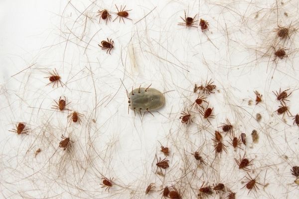 Duas pessoas morrem por febre maculosa em Contagem