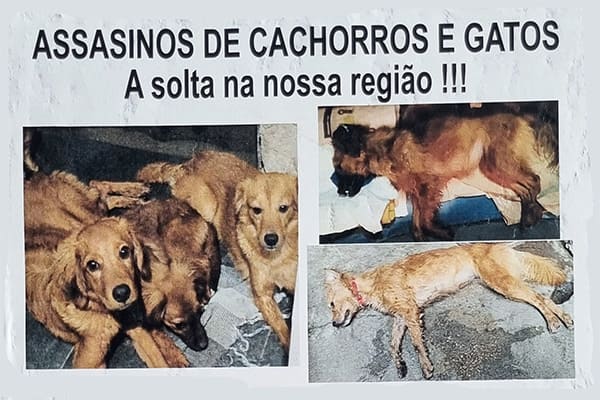 Tutor denuncia matança de cães e gatos em Contagem
