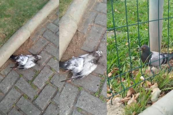 Pombos são mortos na Praça Paulo Pinheiro Chagas, em Contagem